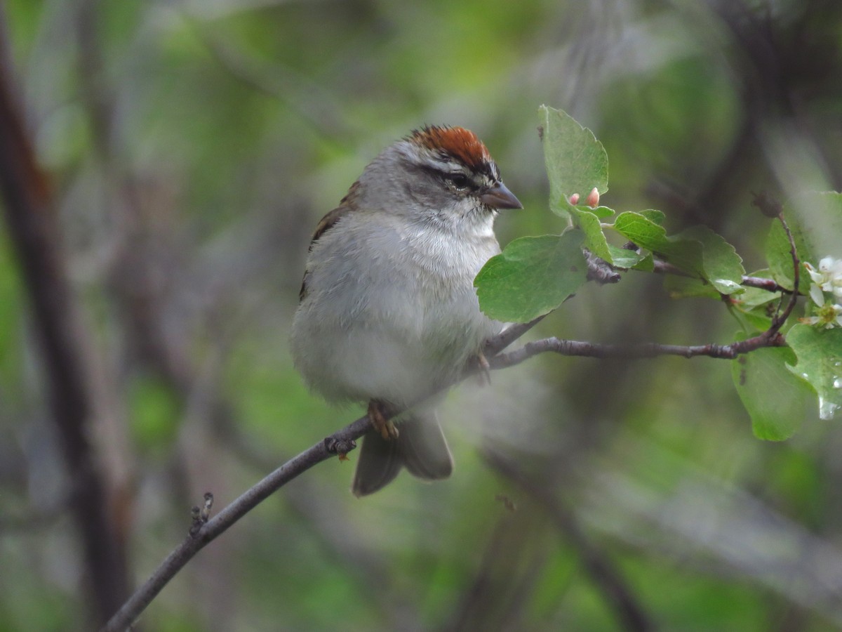 Chipping Sparrow - ML619182644