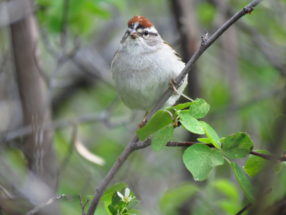 Chipping Sparrow - ML619182645
