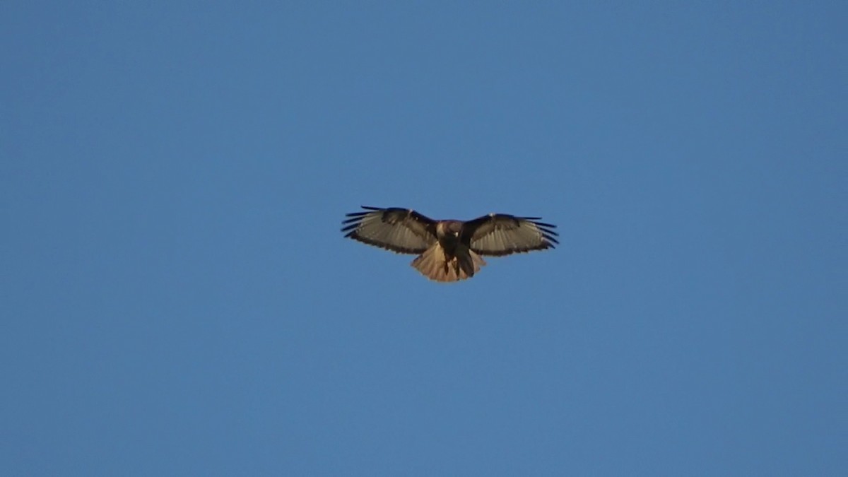 Red-tailed Hawk - ML619182650