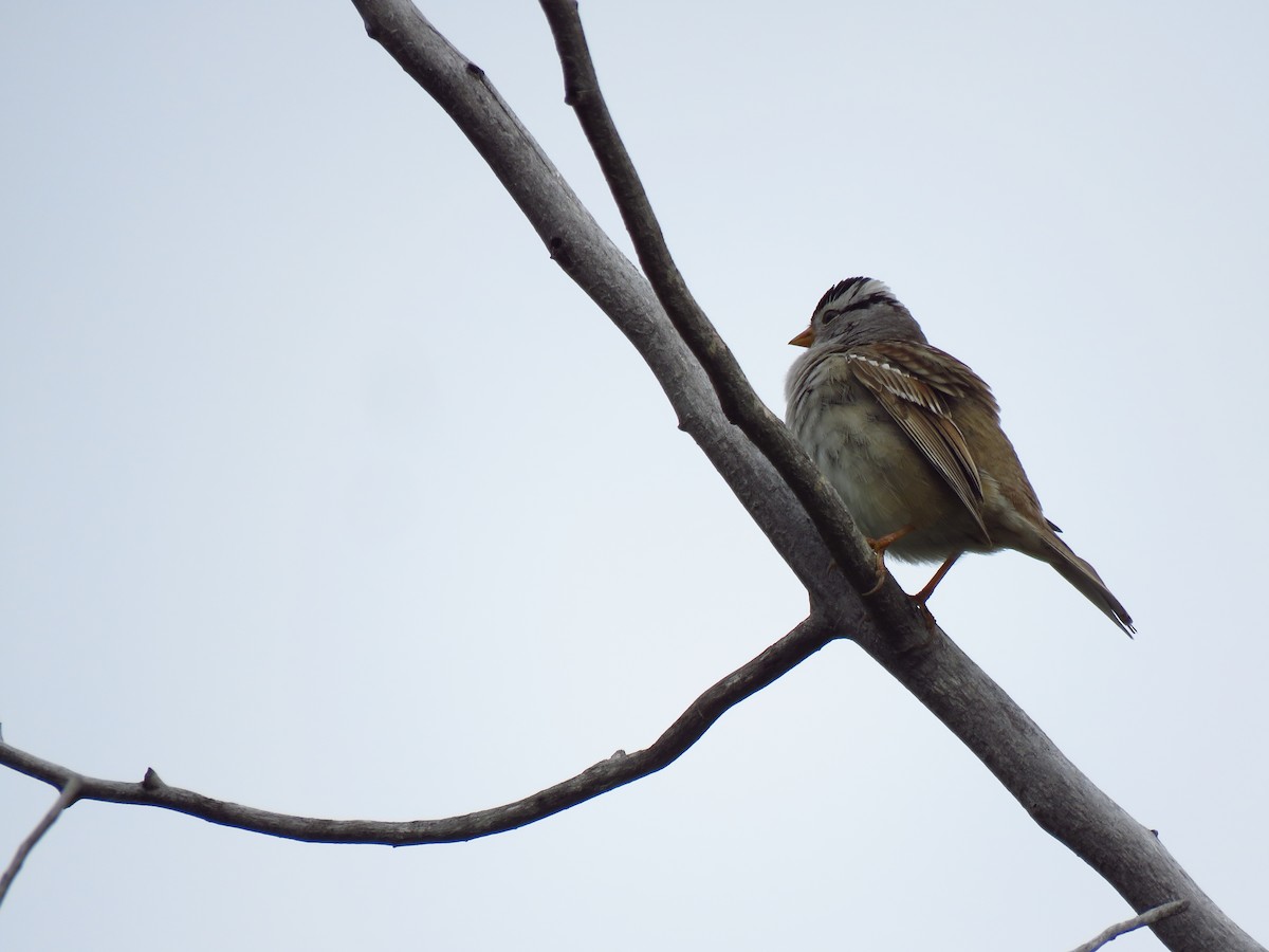 White-crowned Sparrow - ML619182661