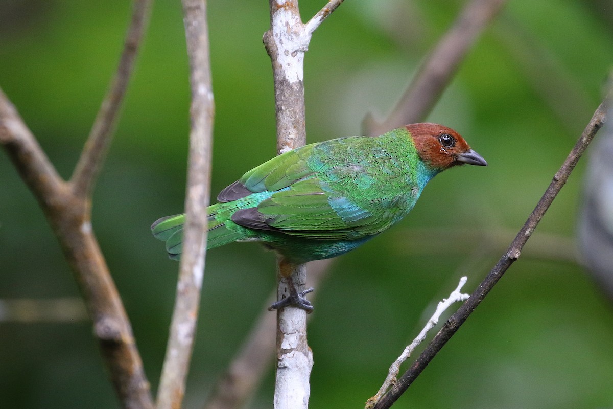 Bay-headed Tanager (Bay-and-blue) - ML619182705
