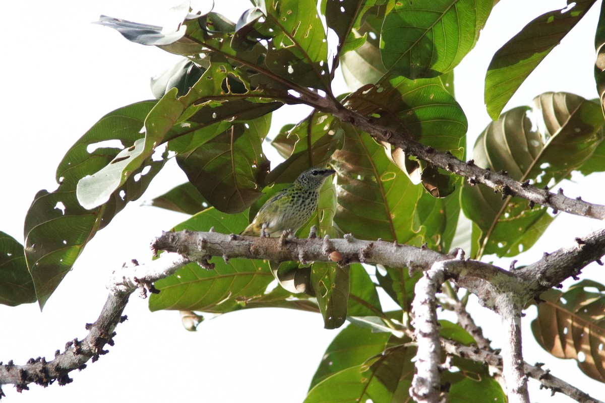 Spotted Tanager - ML619182719