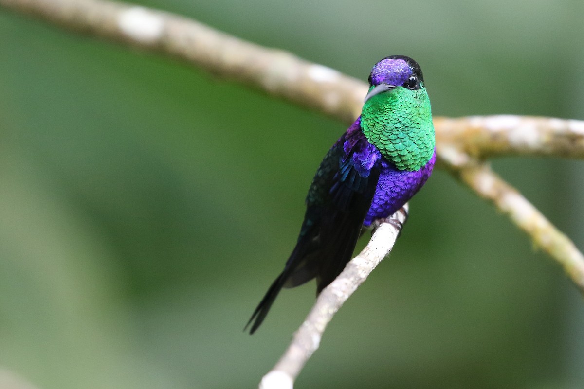Crowned Woodnymph (Northern/Colombian Violet-crowned) - ML619182726