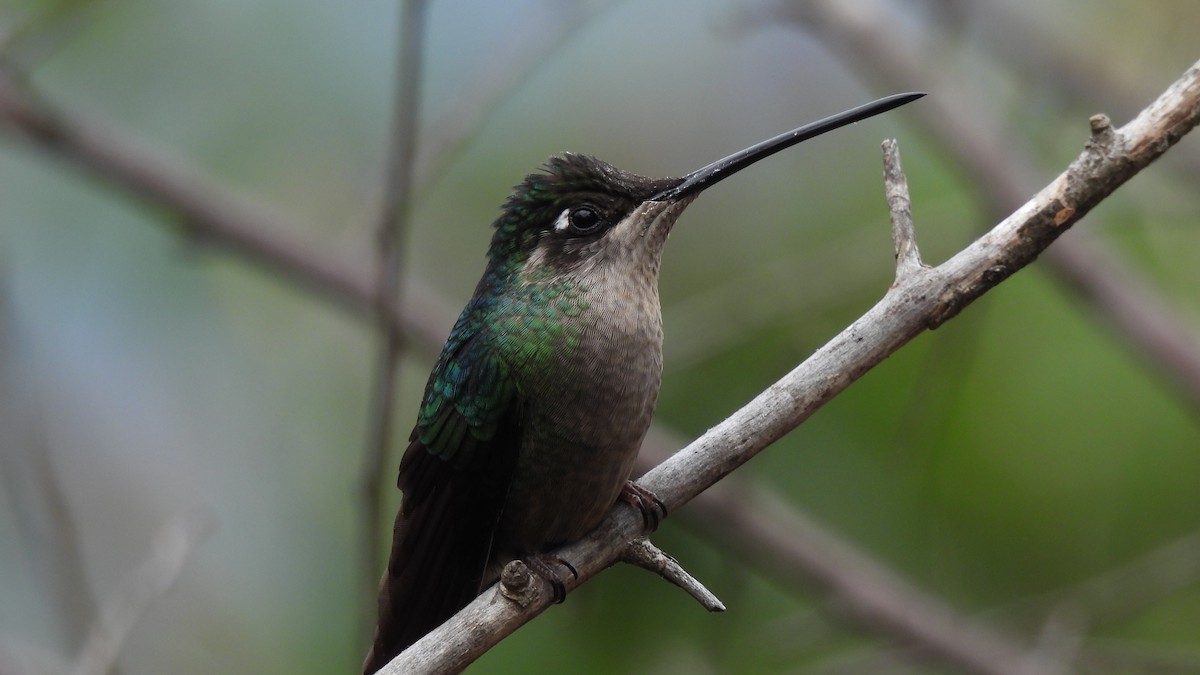 hummingbird sp. - ML619182748