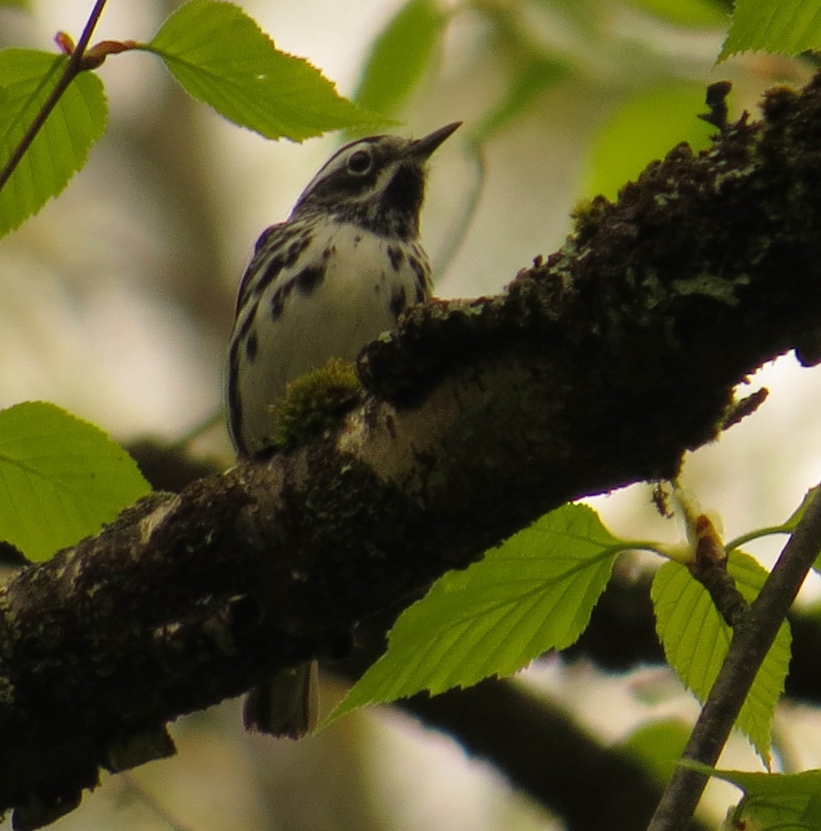 Black-and-white Warbler - ML619182777