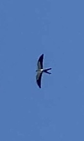 Swallow-tailed Kite - ML619182784