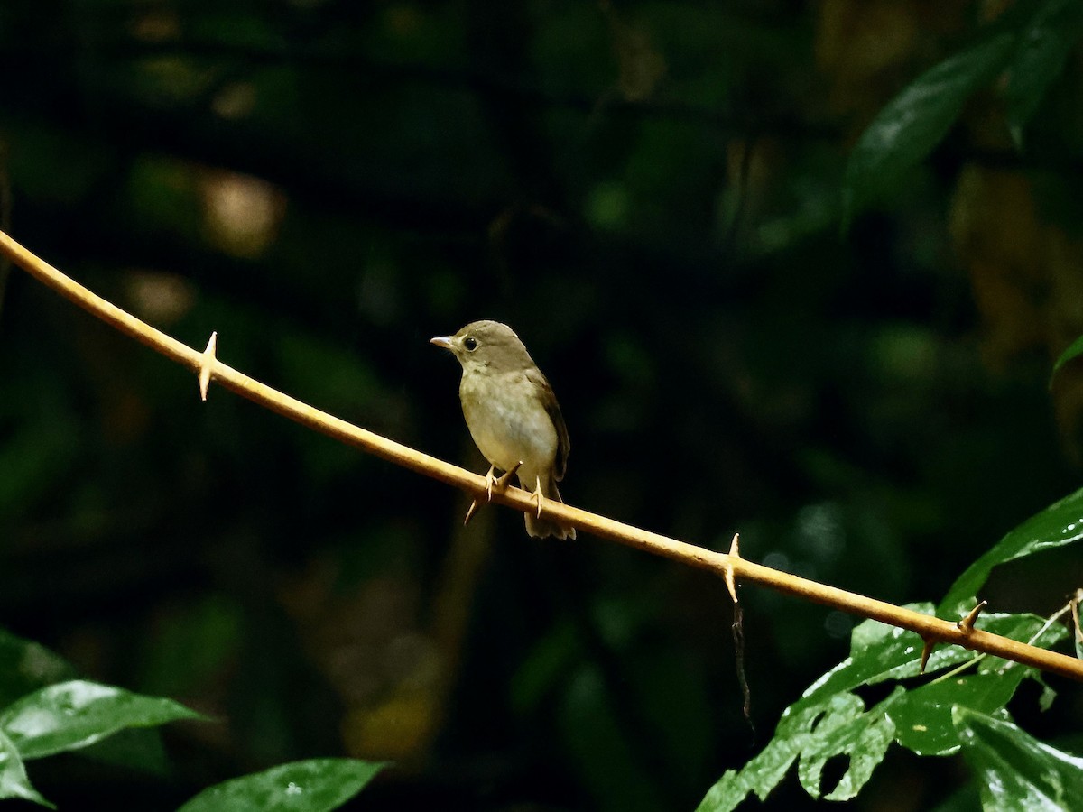 Brown-chested Jungle Flycatcher - ML619182807