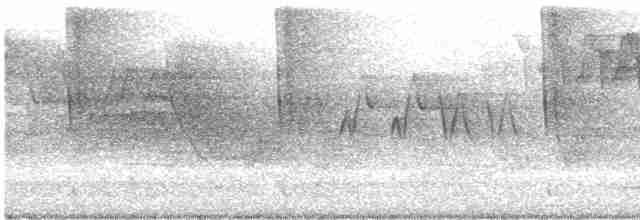Paruline à poitrine baie - ML619182821