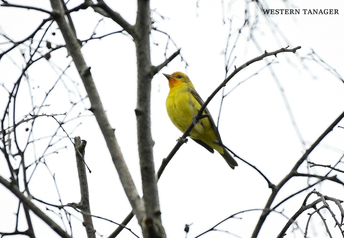 Western Tanager - ML619182822