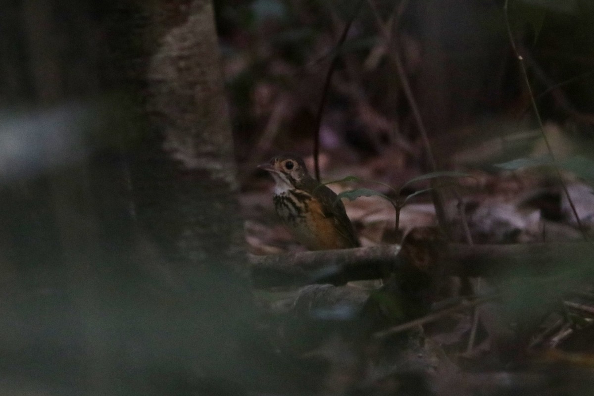 Spotted Antpitta - ML619182828