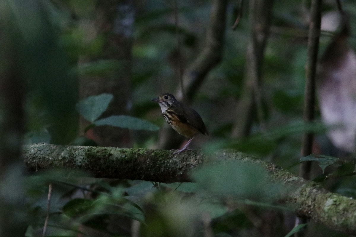 Spotted Antpitta - ML619182829