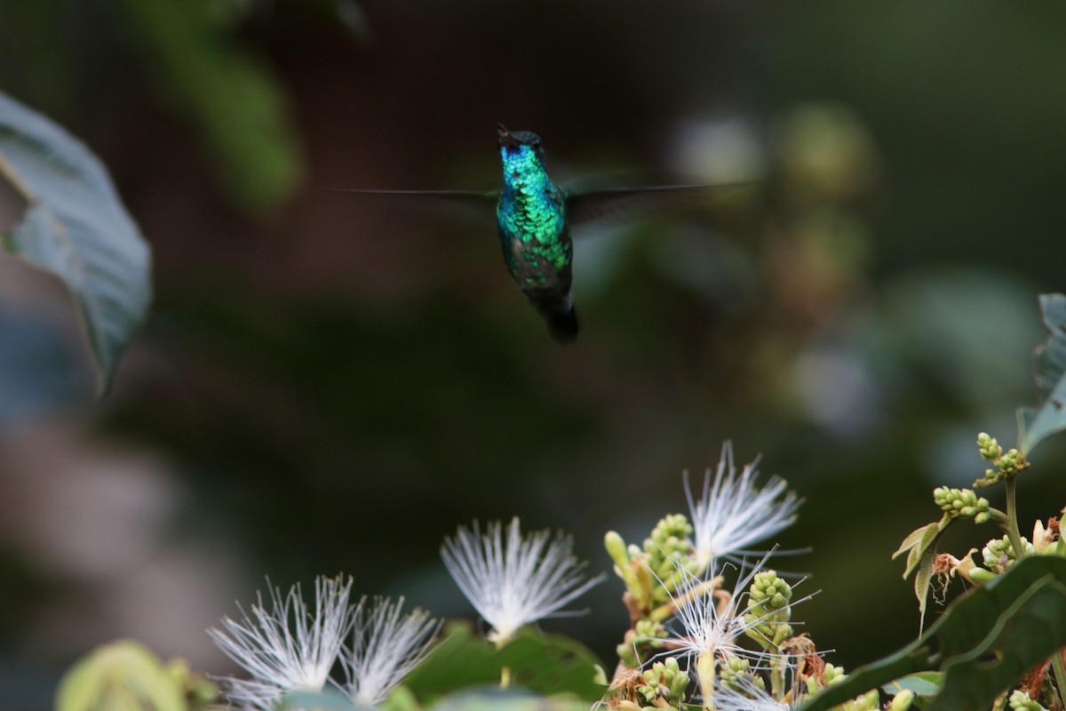 kolibřík modrobradý - ML619182839
