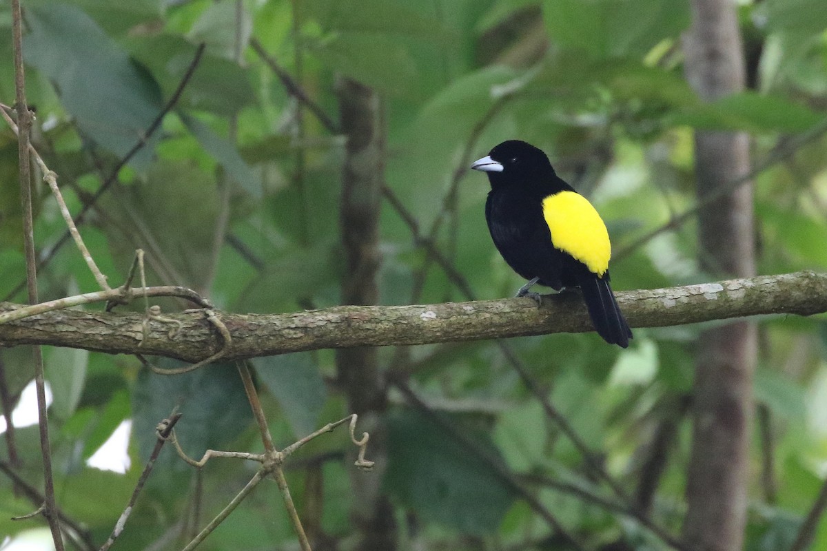 Flame-rumped Tanager (Lemon-rumped) - ML619182869