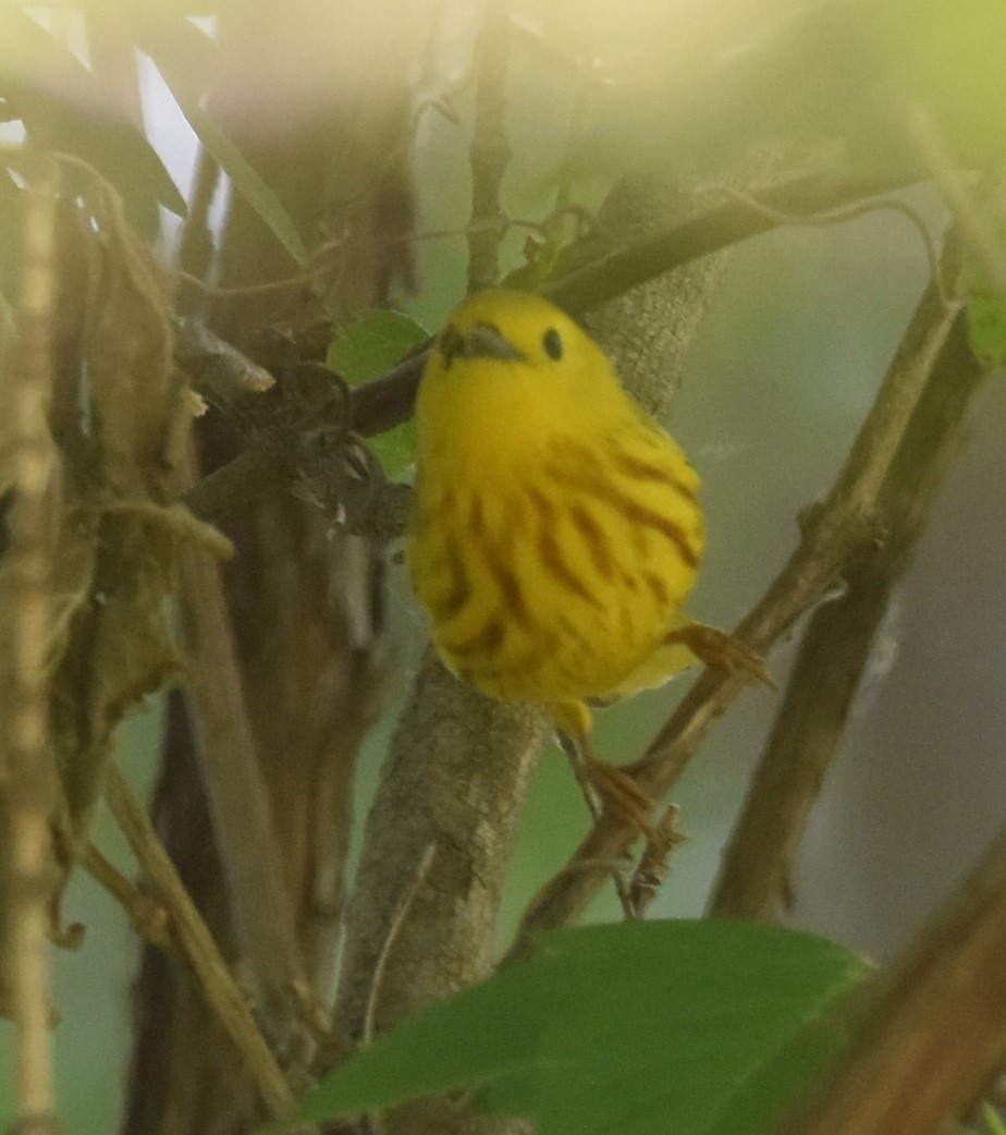 Yellow Warbler - ML619182885