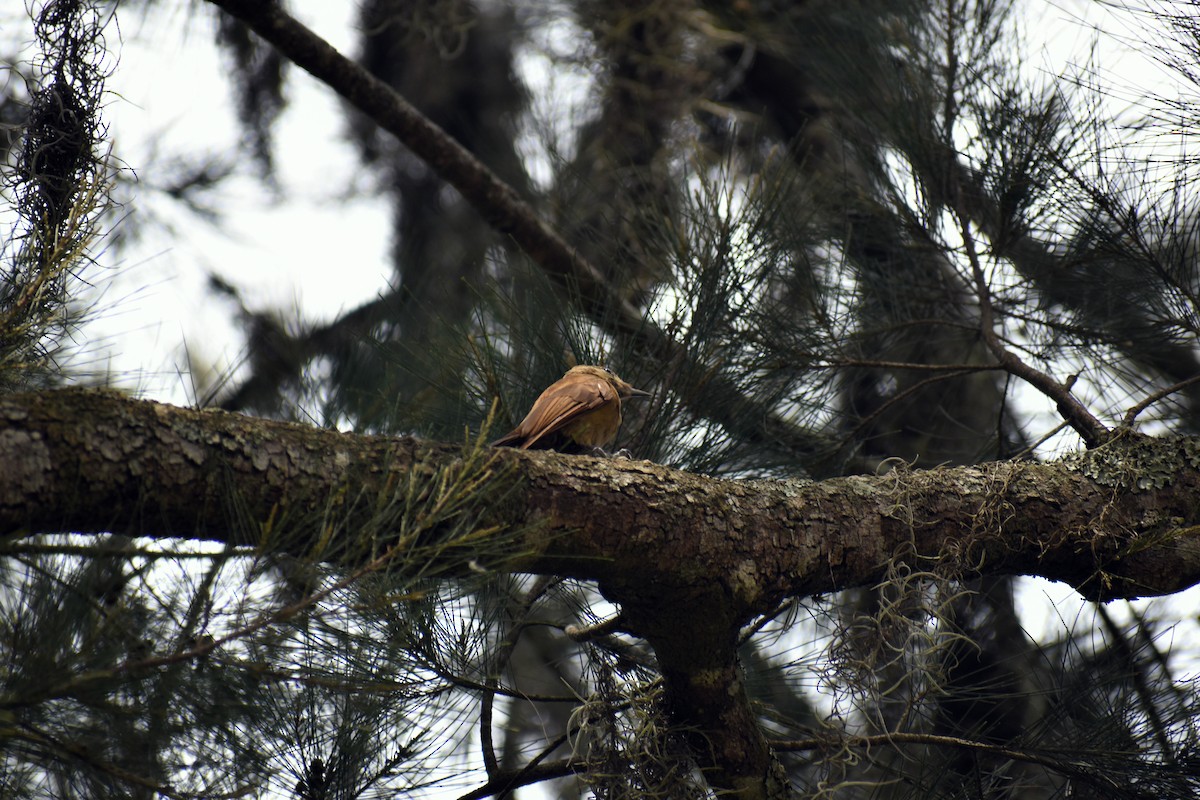 Smoky-brown Woodpecker - ML619182915