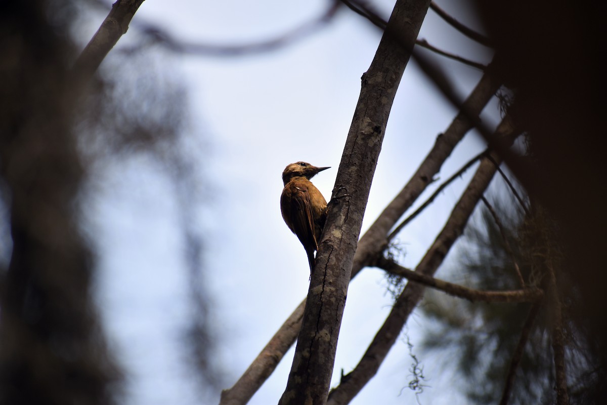 Smoky-brown Woodpecker - ML619182916