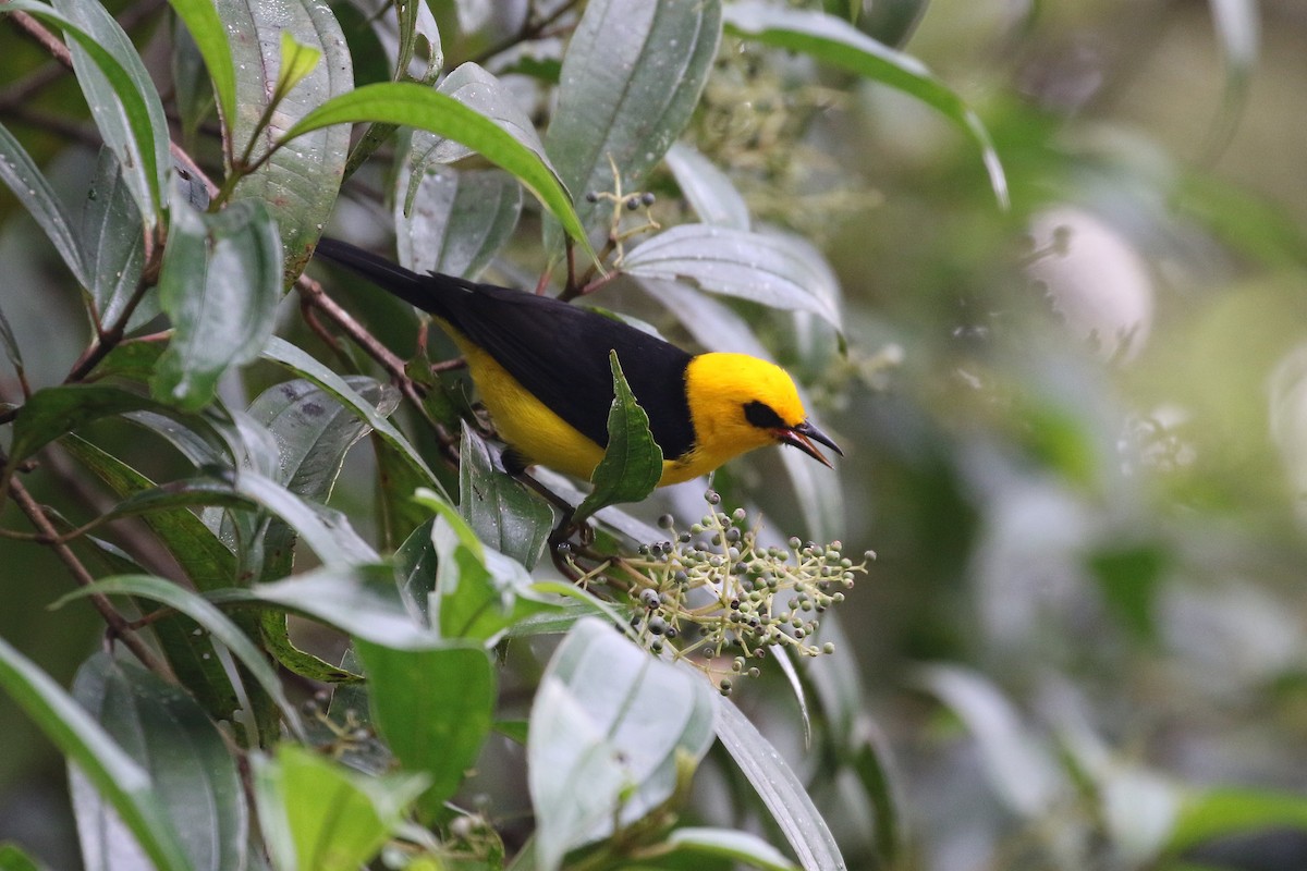 Black-and-yellow Tanager - ML619182931
