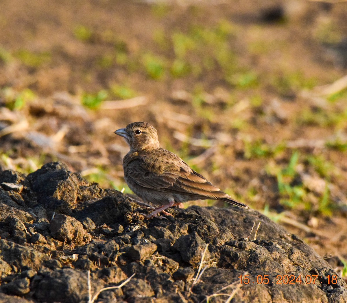Ashy-crowned Sparrow-Lark - ML619182932