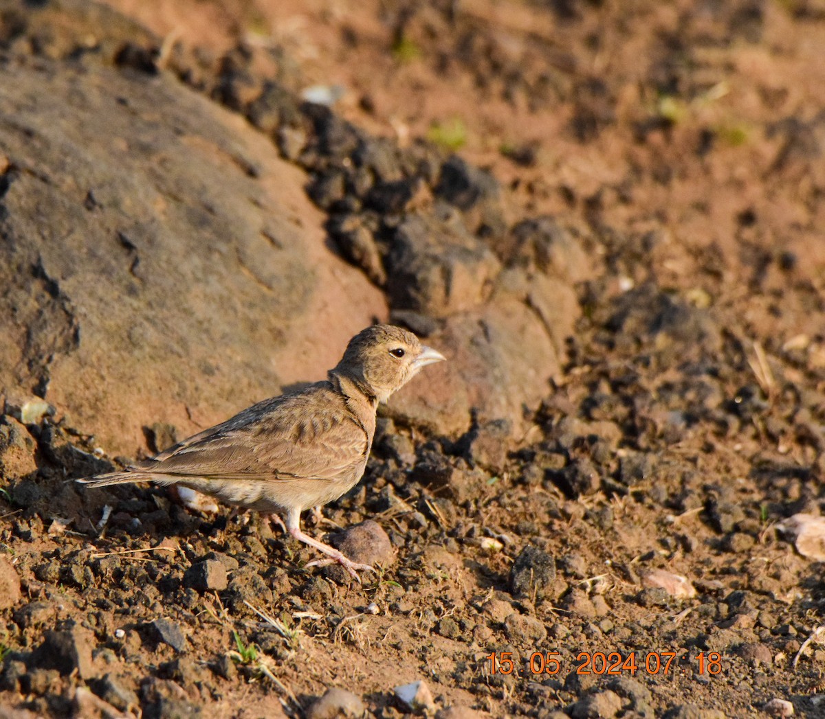 Ashy-crowned Sparrow-Lark - ML619182934