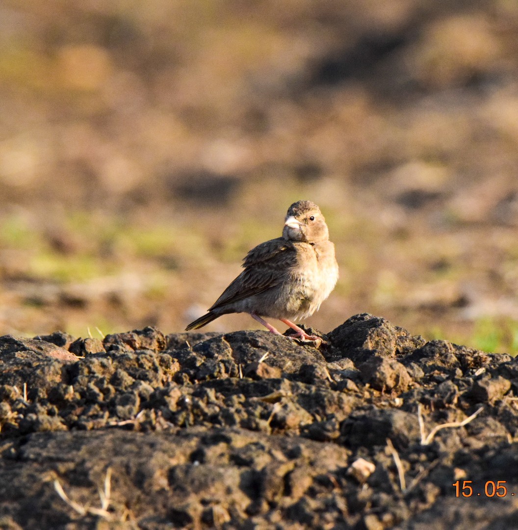 Ashy-crowned Sparrow-Lark - ML619182935