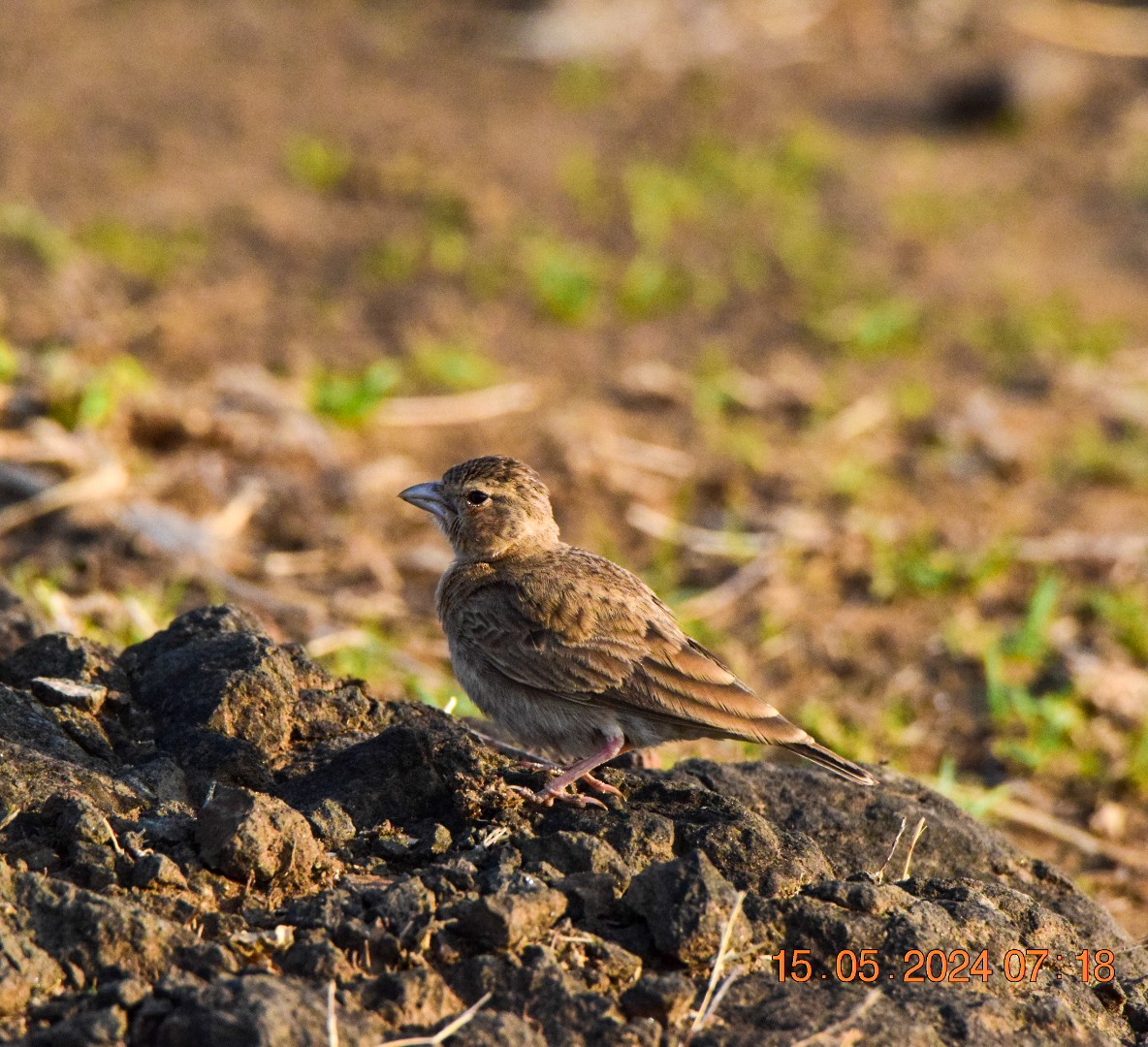 Ashy-crowned Sparrow-Lark - ML619182936