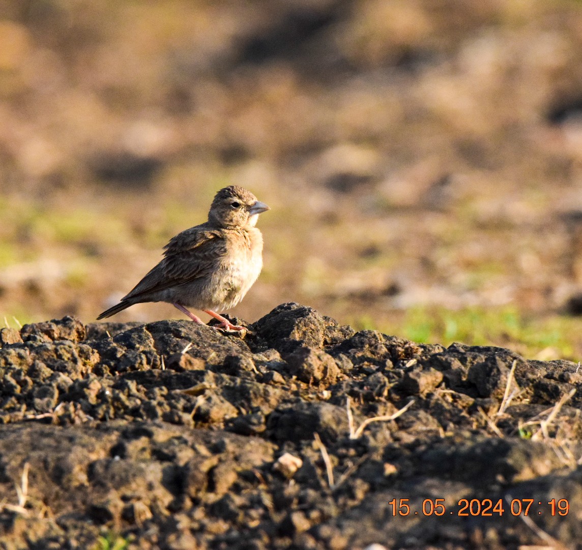 Ashy-crowned Sparrow-Lark - ML619182937