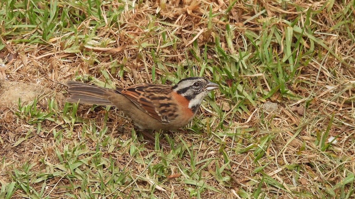 Rufous-collared Sparrow - ML619182953