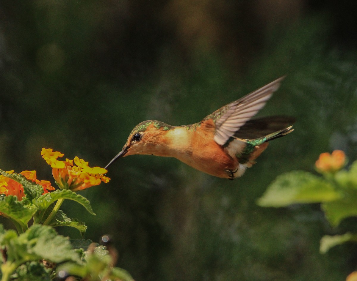 Sparkling-tailed Hummingbird - ML619183004