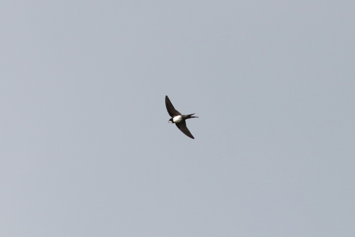Black-collared Swallow - ML619183015