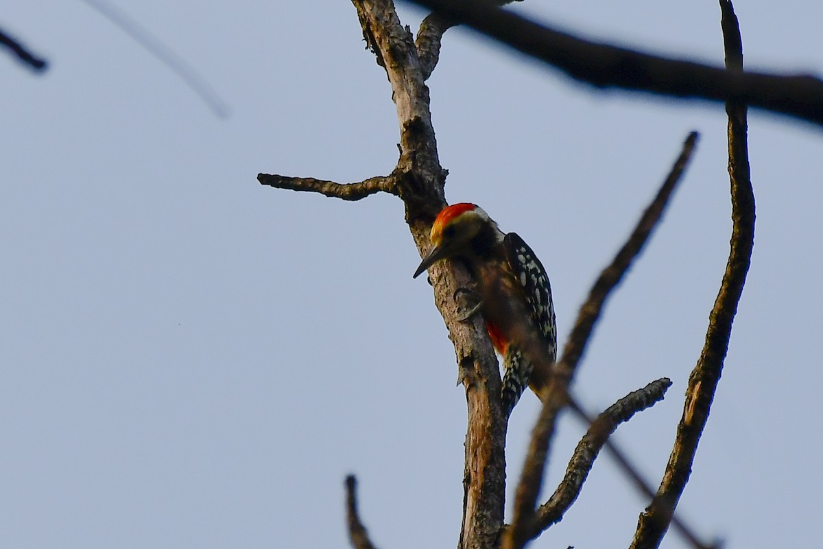 Yellow-crowned Woodpecker - ML619183029