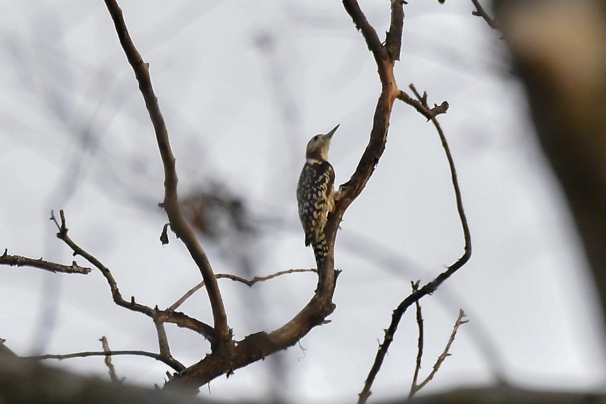 Yellow-crowned Woodpecker - ML619183030