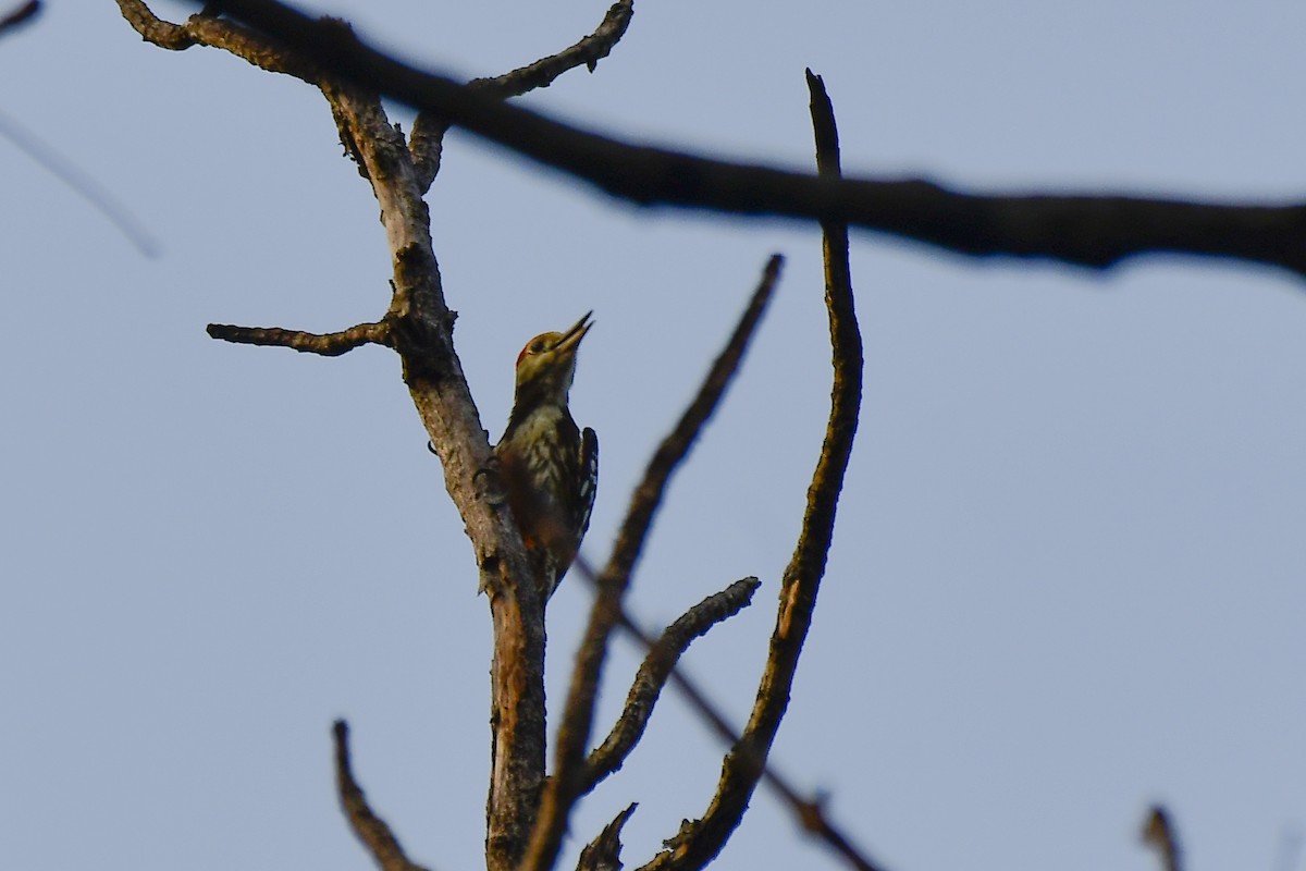 Yellow-crowned Woodpecker - ML619183031