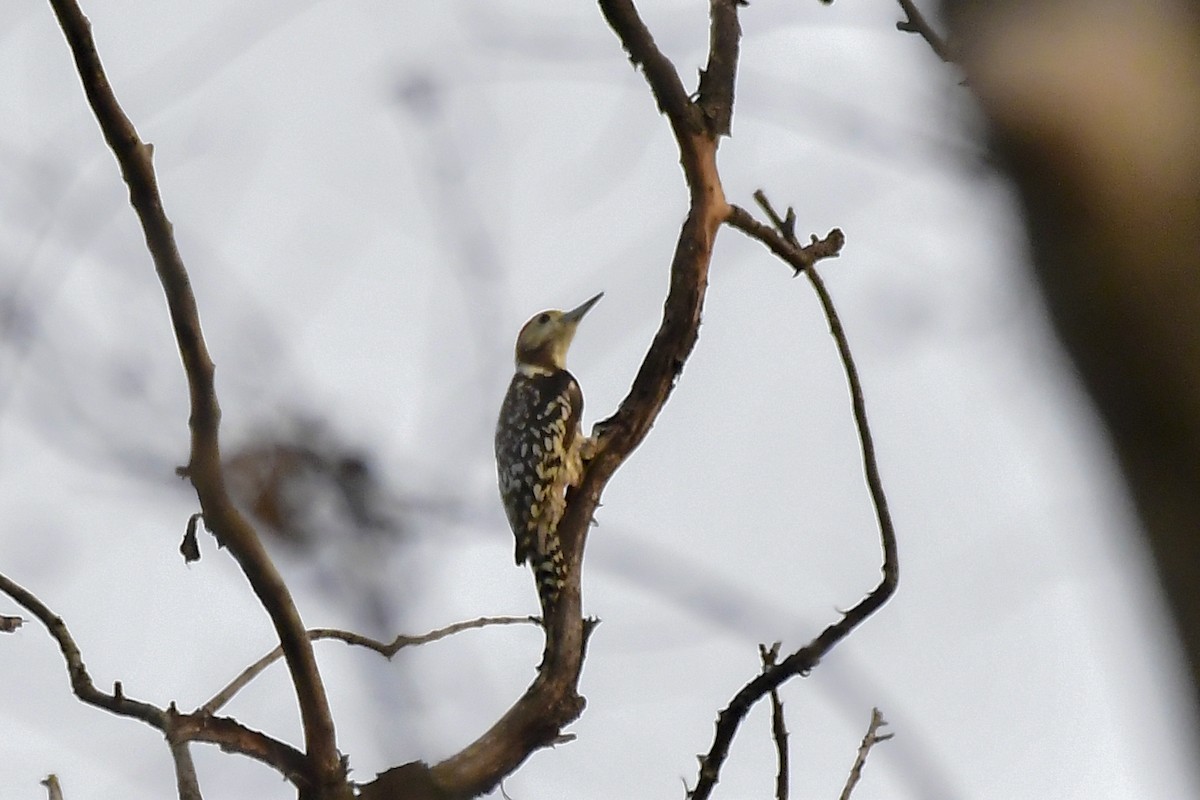 Yellow-crowned Woodpecker - ML619183033