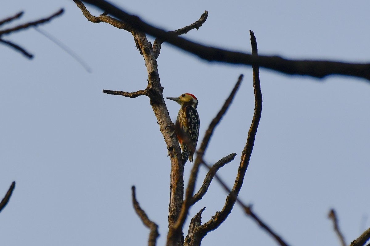 Yellow-crowned Woodpecker - ML619183034