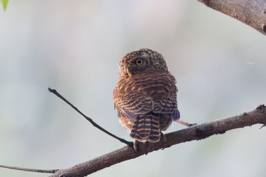 Collared Owlet - ML619183045