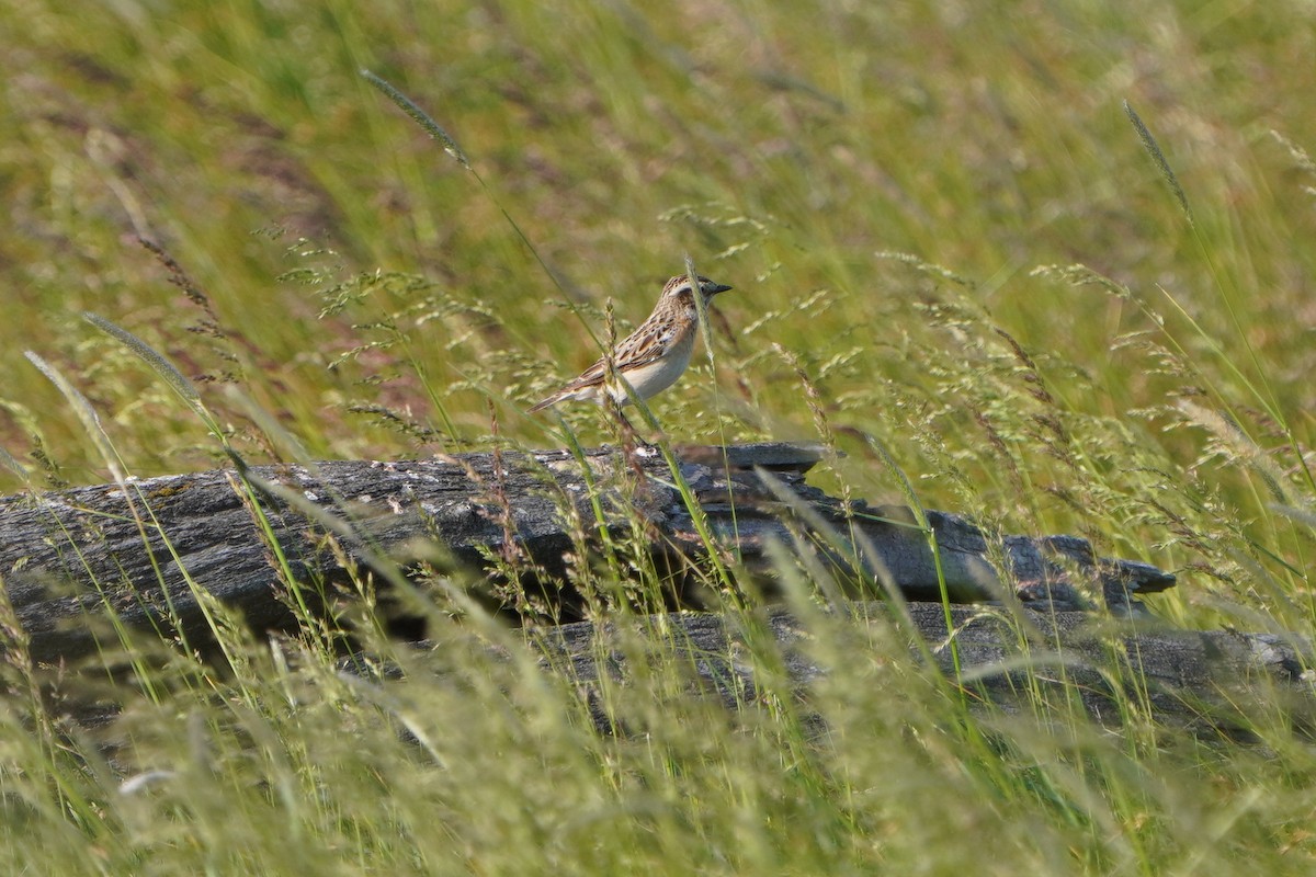 Whinchat - ML619183068