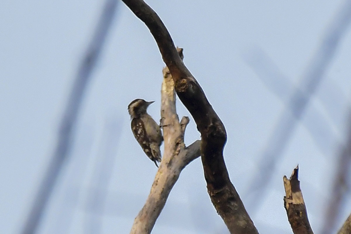 Brown-capped Pygmy Woodpecker - ML619183075