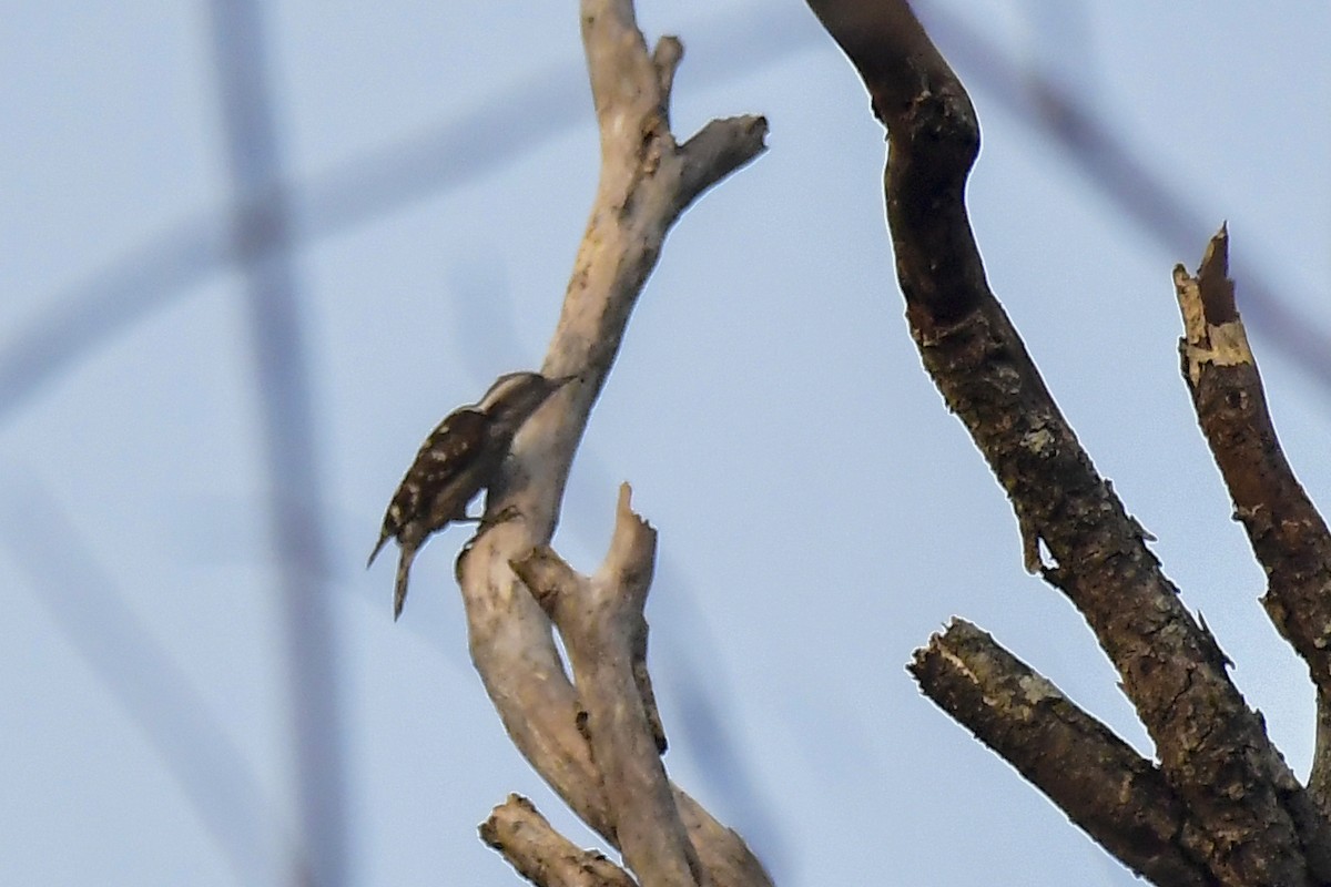 Brown-capped Pygmy Woodpecker - ML619183076