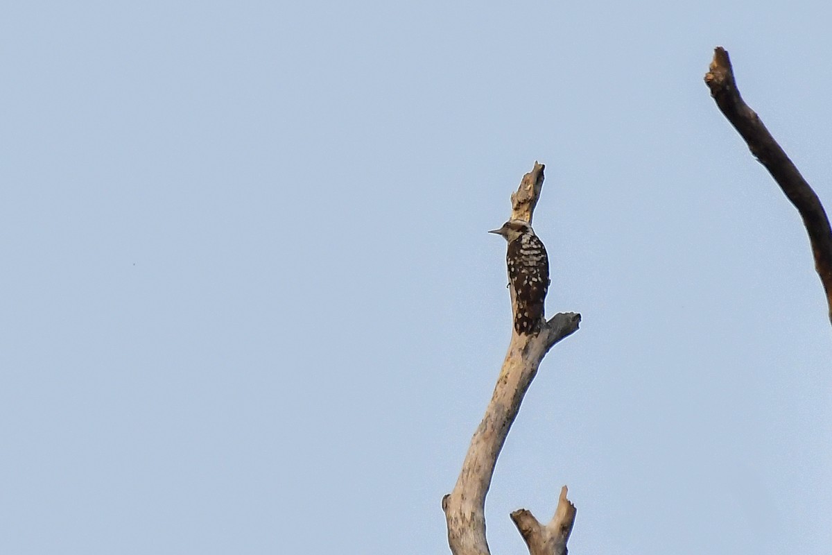 Brown-capped Pygmy Woodpecker - ML619183077