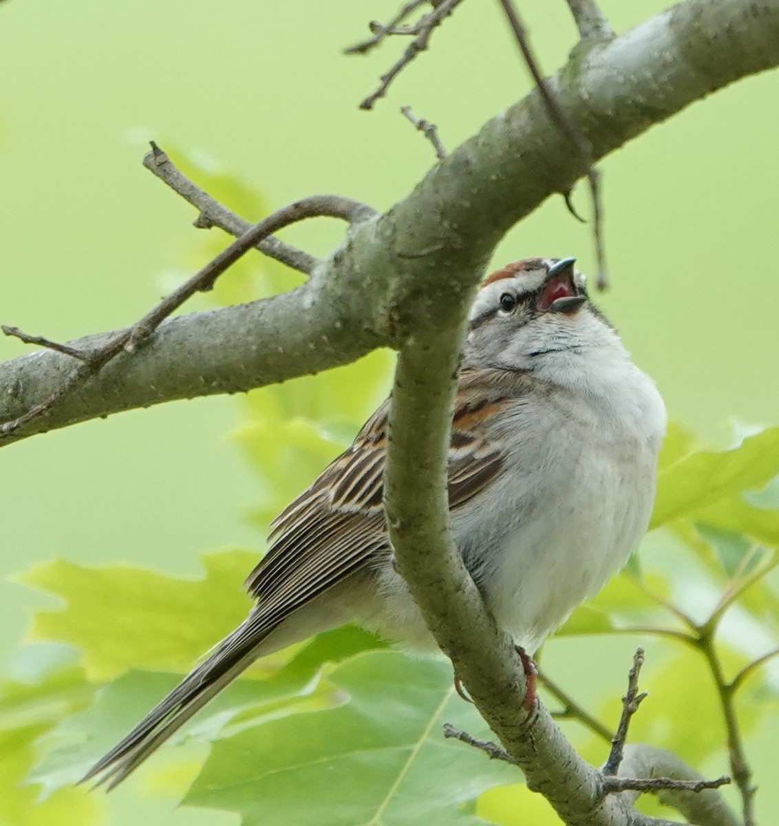 Chipping Sparrow - ML619183082