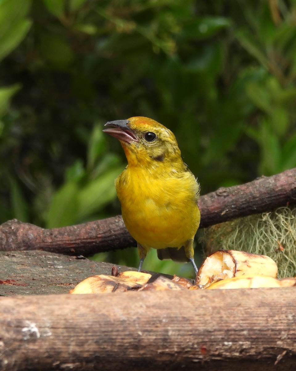 Flame-colored Tanager - ML619183090