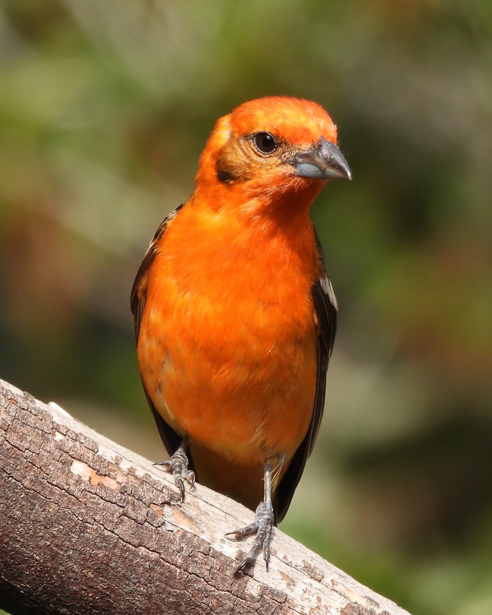 Flame-colored Tanager - ML619183091