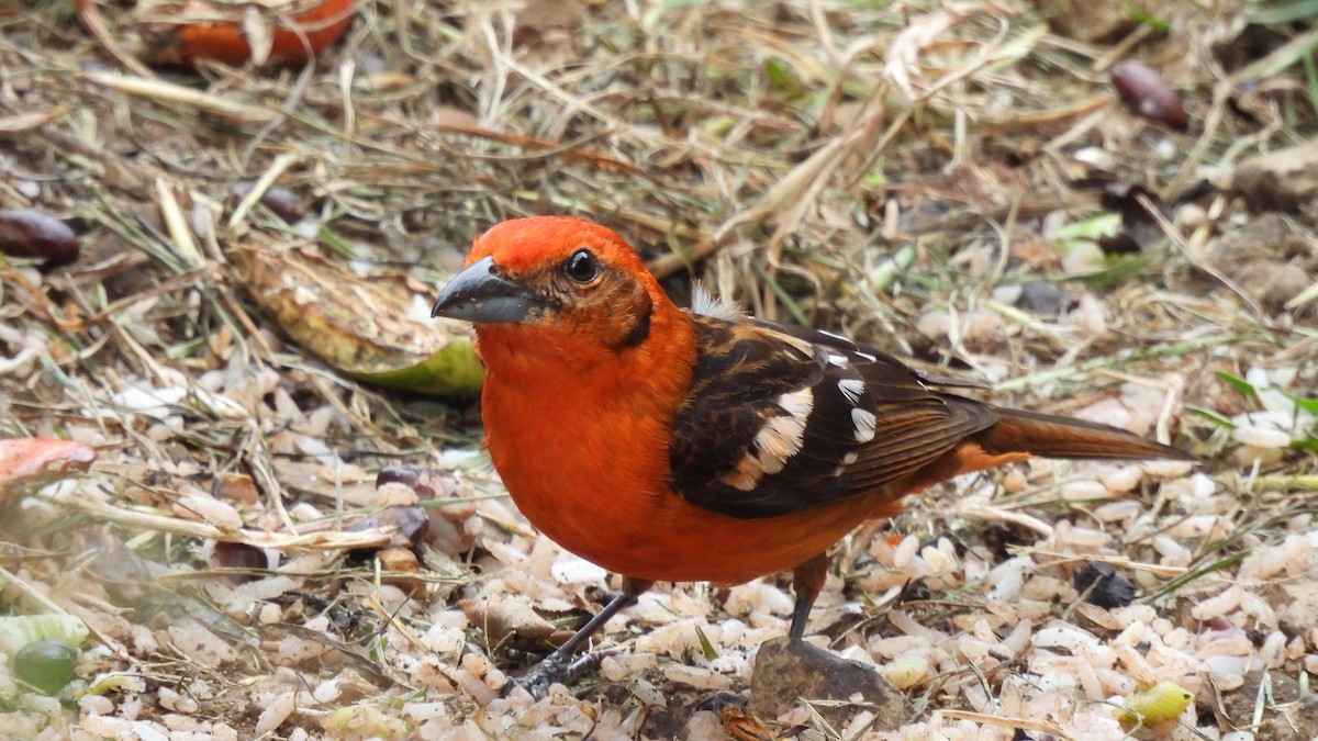 Flame-colored Tanager - ML619183092