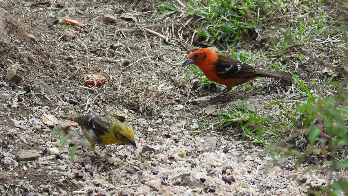 Flame-colored Tanager - ML619183093