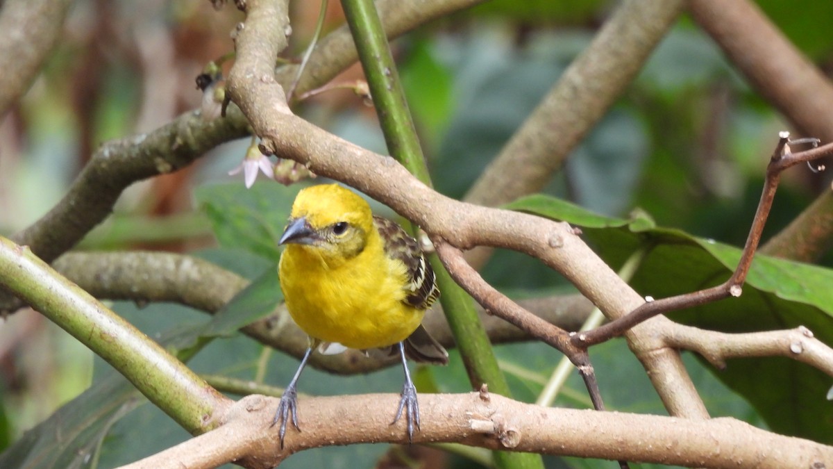 Flame-colored Tanager - ML619183094