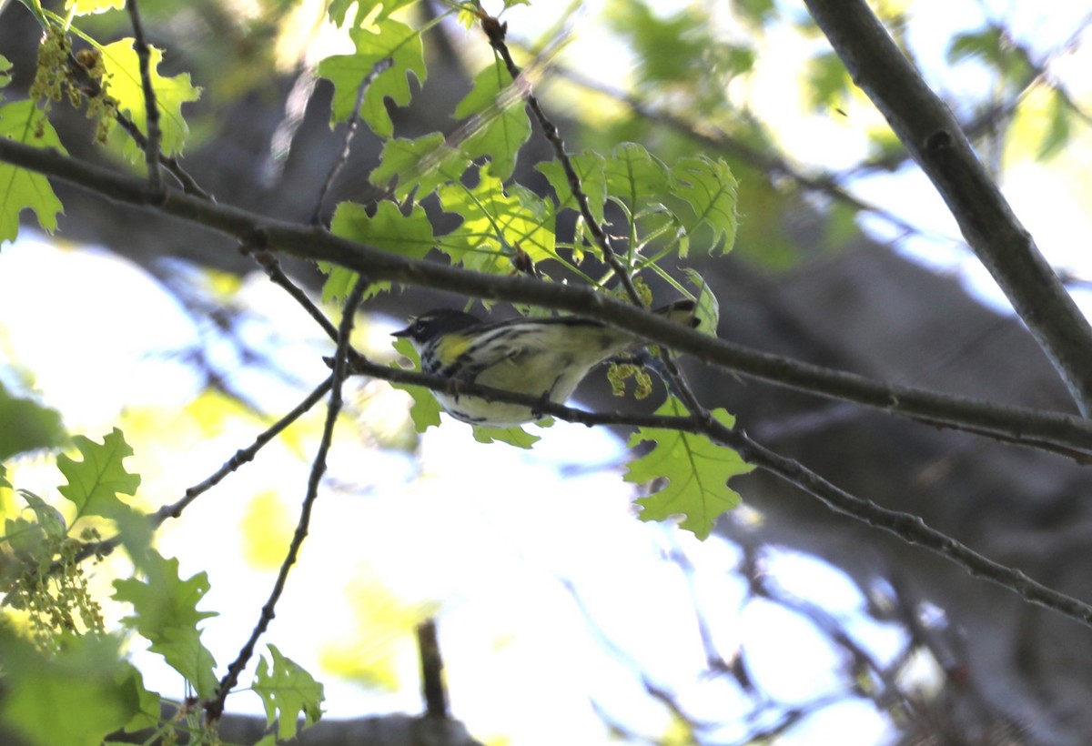 lesňáček žlutoskvrnný (ssp. coronata) - ML619183162