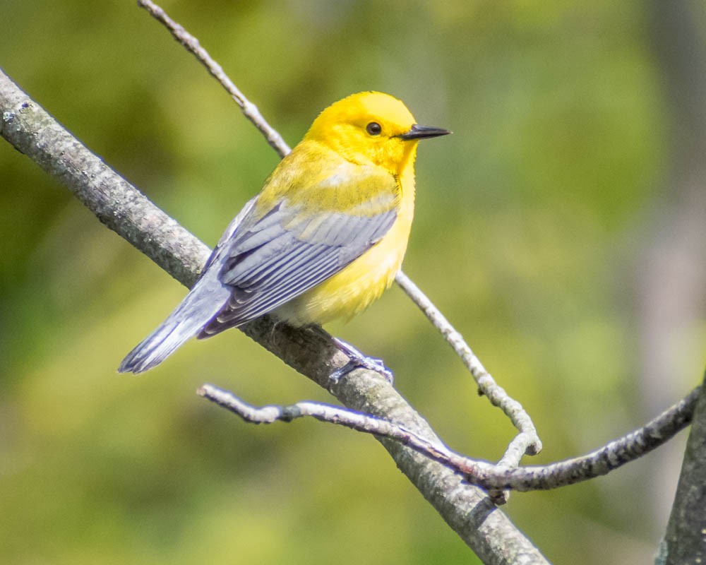 Prothonotary Warbler - ML619183177