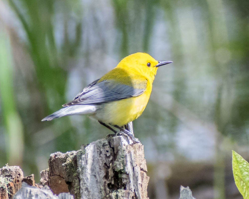 Prothonotary Warbler - ML619183179