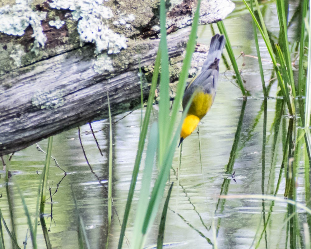 Prothonotary Warbler - ML619183181
