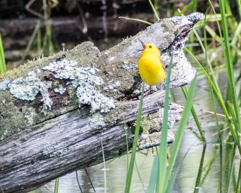 Prothonotary Warbler - ML619183182